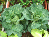 春キャベツ2010.04.05.jpg