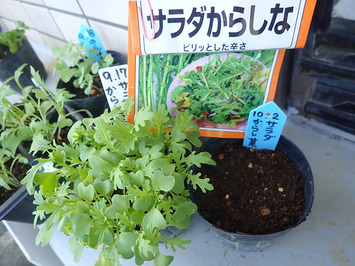 サラダからし菜2018.10.02