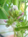 だだちゃ豆2010.08.26.jpg