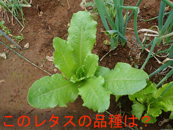 品種不明レタス2018.10.04