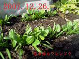 第3弾ホウレンソウ