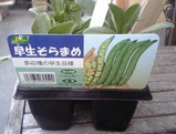 早稲ソラマメ2