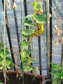 第7弾キュウリ2010.08.31.jpg