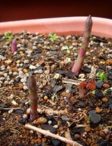 アスパラ2010.03.23.jpg