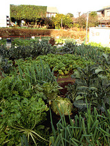 区民農園08.12.23.jpg