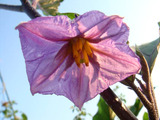 ナスの花2010.09.11.jpg