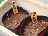 茄子種蒔き2011.02.24