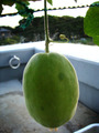 まくわうり2010.08.27.jpg