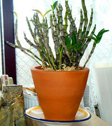 ポンポコ植え替え