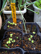 寒咲菜花発芽10.29種蒔