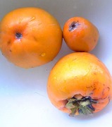 柿収穫3個