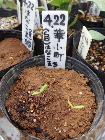 �ھ�Įȯ��2018.04.26