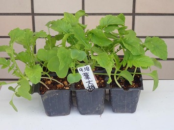 葉大根20183.10.04