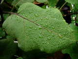 雨2010.09.08.jpg
