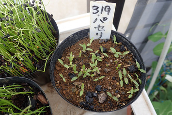 オニバス 発芽苗 3株 B オニバス 発芽苗 3株 B オニバス 発芽苗 3株 B