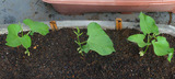 トラ豆定植2010.08.22.jpg