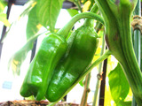 イタヤシシトウ2010.07.17.jpg