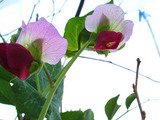 畑赤花キヌサヤ09.04.10.jpg