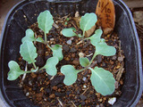 キャベツ2010.12.24