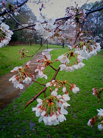 さくら2010.03.25.jpg