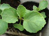キャベツ苗2010.09.05.jpg