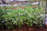 ソラマメ04.26.jpg