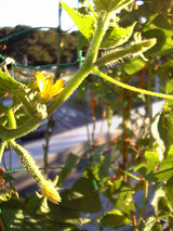 10月キュウリバルコニー菜園