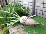 ころあい収穫2013.04.30