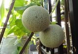食べ蒔きメロン2013.08.14