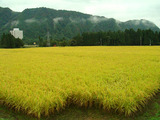 コシヒカリ2011.09.24