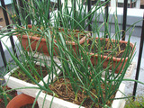 タマネギ2010.04.05.jpg