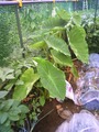 サトイモ2011.08.21