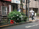 つゆ入り2010.06.14.jpg