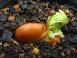 ソラマメの発芽状況2011.11.20.