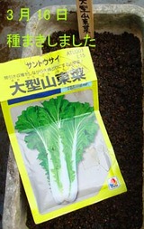 大型山東菜2010.03.16.jpg