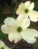 はなみずき2010.04.17.jpg