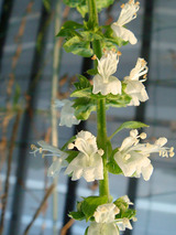 バジルの花.jpg
