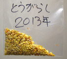 唐辛子自家採種2013.12.25