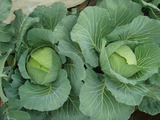 キャベツ2012.11.26