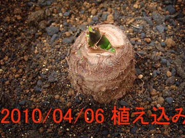 サトイモ2010.04.06.-2.jpg