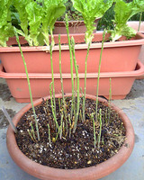 asupara