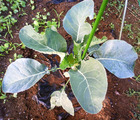 カリフラワー2011.10.14