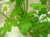 きれいな花02012.01.10