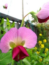 赤花キヌサヤ2010.04.09.jpg