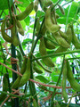 奥原早生エダマメ2010.09.05.jpg