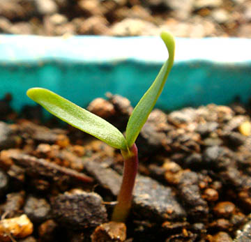 ピーマン発芽2010.04.17.jpg