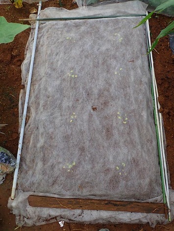 おふくろ大根2018.09.11