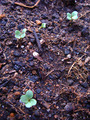 スティックブロッコリー2010.08.30.jpg