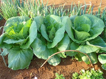 �ߥ����2018.04.26