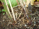 アスパラガス2011.04.16